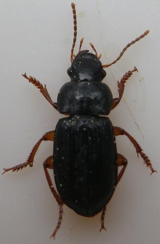 Harpalus laevipes