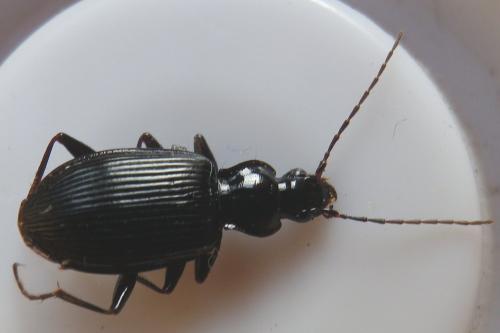 Platynus assimilis