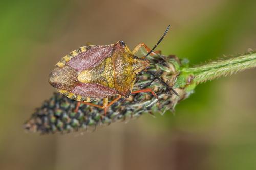 Carpocoris purpureipennis