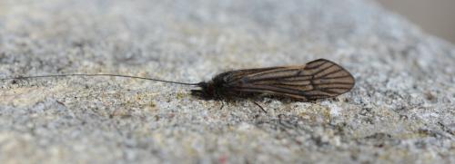 Ceraclea nigronervosa