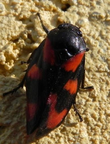 Cercopis vulnerata
