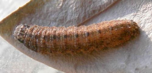 Réf. 161 595 : Nodaria nodosalis
