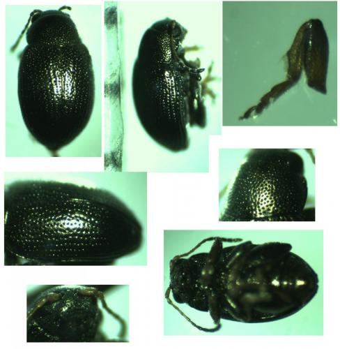 Chaetocnema hortensis
