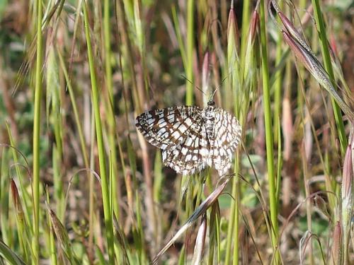 Réf. 161 004 : Chiasmia clathrata