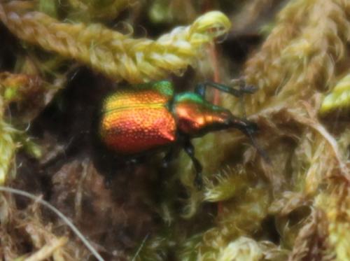 Réf. 161 309 : Byctiscus populi