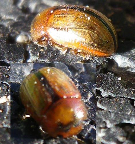 Gonioctena olivacea