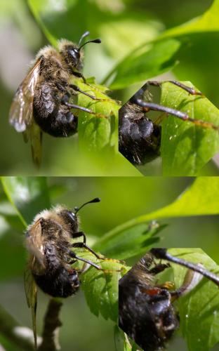 Réf. 161 250 : Pseudoclavellaria amerinae