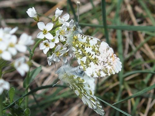 Réf. 161 700 : Anthocharis cardamines