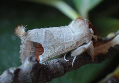Réf. 161 399 : Clostera curtula