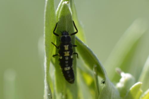 Propylea quatuordecimpunctata