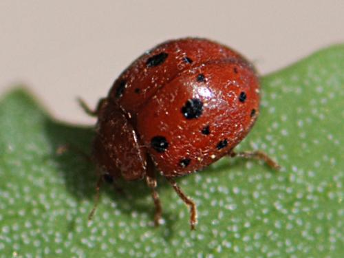 Réf. 161 353 : Subcoccinella vigintiquatuorpunctata