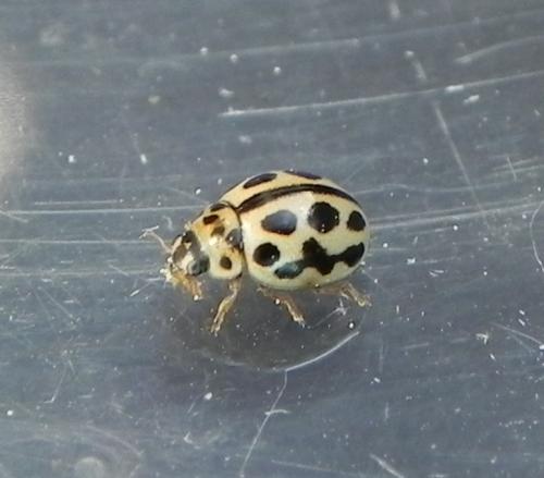 Tytthaspis sedecimpunctata