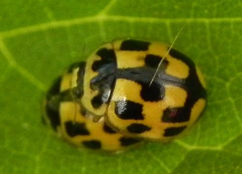 Propylea quatuordecimpunctata