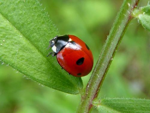 Coccinella quinquepunctata