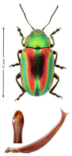 Oreina speciosa