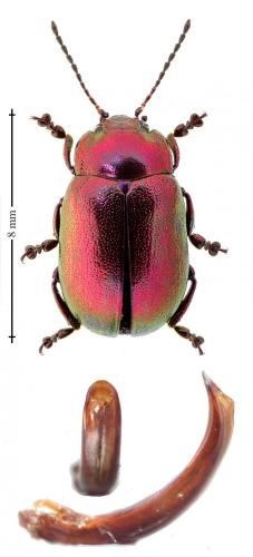 Réf. 161 075 : Oreina viridis