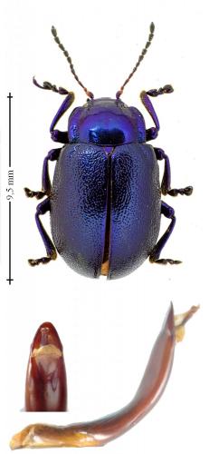 Réf. 161 096 : Oreina caerulea