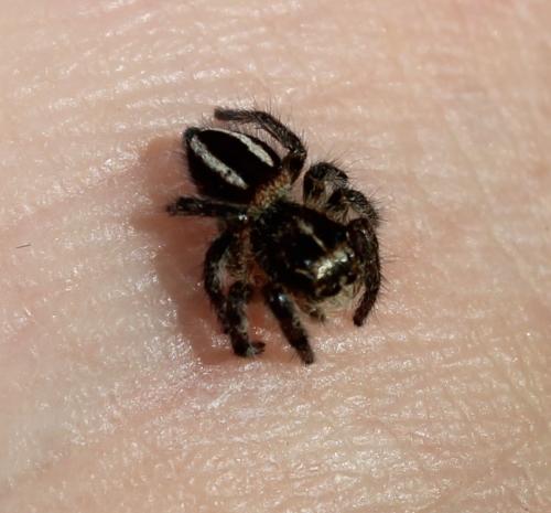 Philaeus chrysops