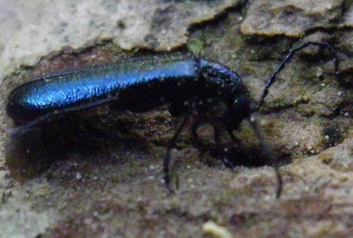 Dasytinae