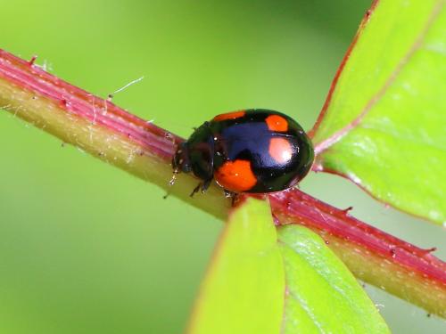 Réf. 161 885 : Adalia bipunctata bipunctata