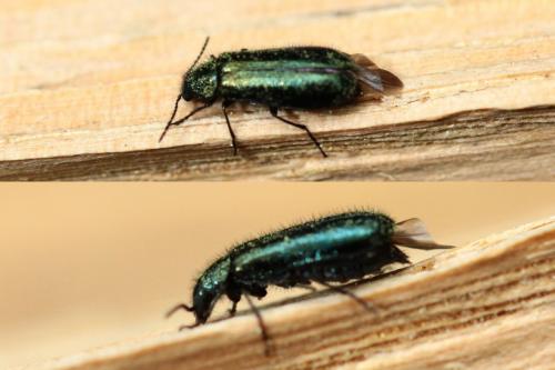 Réf. 161 718 : Dasytes caeruleus