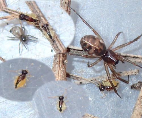 Sminthurus maculatus
