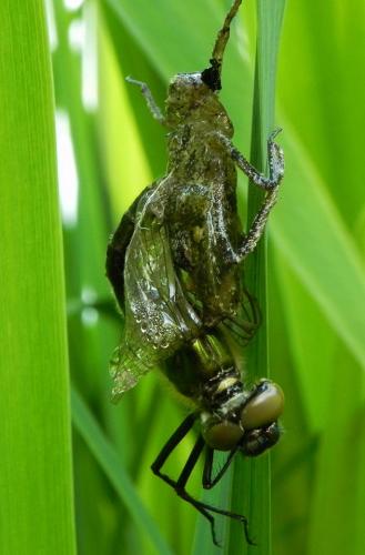 Cordulia aenea