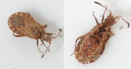 Arenocoris waltlii