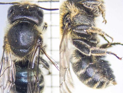 Osmia caerulescens