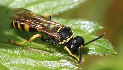 Gorytes quinquefasciatus