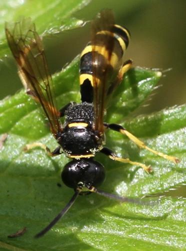Réf. 161 527 : Gorytes quinquefasciatus