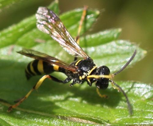 Gorytes quinquefasciatus