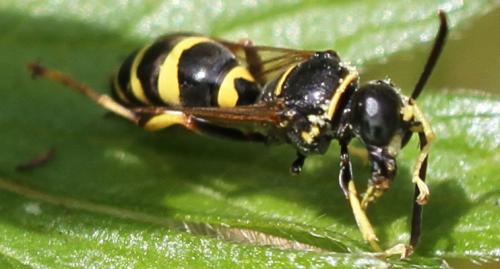 Gorytes quinquefasciatus