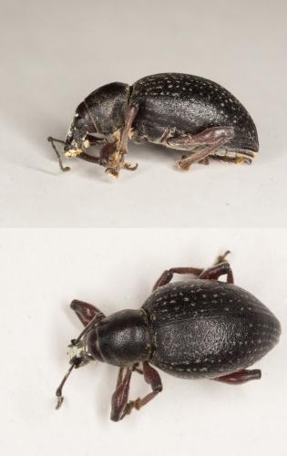 Otiorhynchus tenebricosus