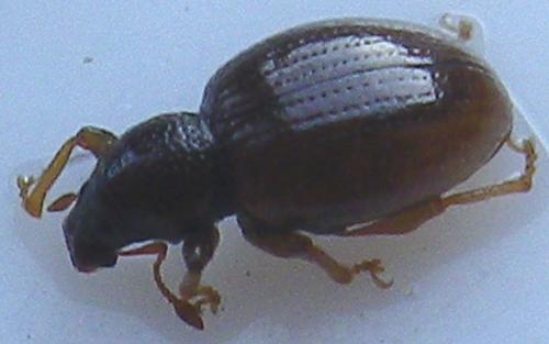 Exomias araneiformis