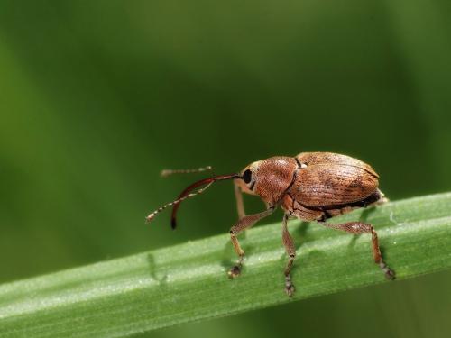 Réf. 161 317 : Curculio glandium
