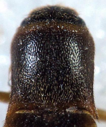 Dalopius marginatus