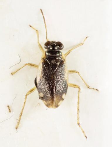 Halosalda lateralis