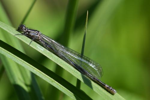 Réf. 161 379 : Coenagrion pulchellum