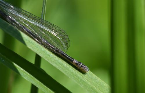 Coenagrion pulchellum