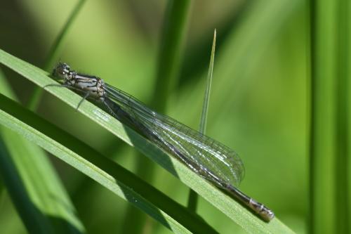 Réf. 161 627 : Coenagrion pulchellum