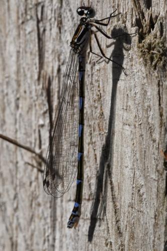Coenagrion pulchellum