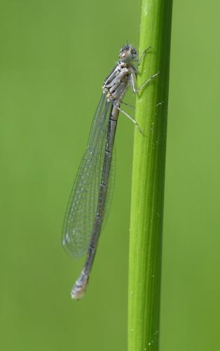 Coenagrion sp.