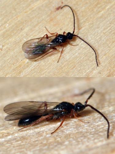 Belyta depressa