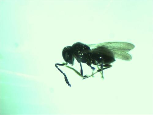 Réf. 161 083 : Scelioninae inconnu
