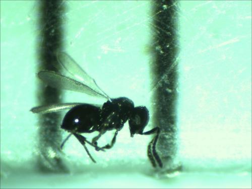 Réf. 161 085 : Scelioninae inconnu