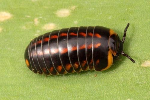 Glomeris klugii