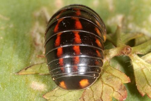 Glomeris klugii