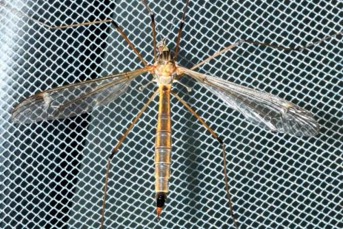 Réf. 161 814 : Tipula sp.