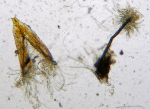 Meligethinae